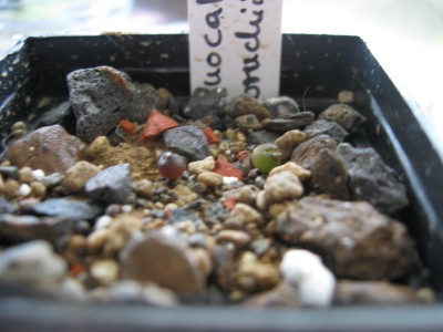 Gymnocalycium bruchii.jpg