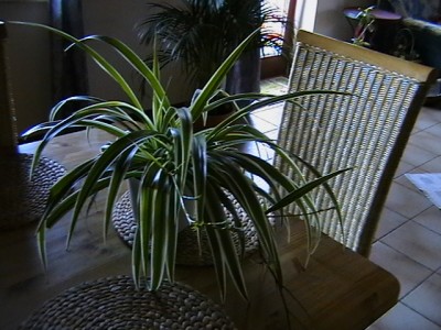 IMGA0088.JPG