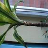Palme.jpg