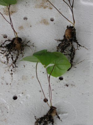 Dioscorea Sylvatica.jpg