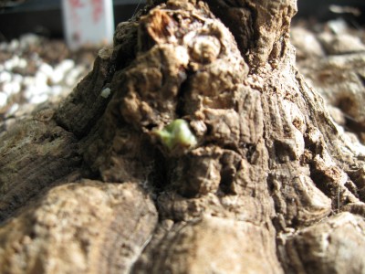 Dioscorea elephantipes.jpg