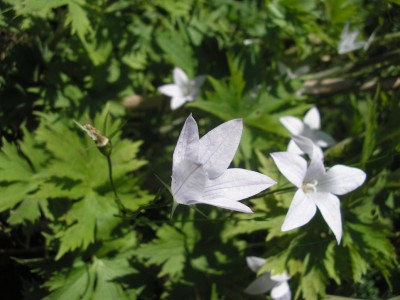 patula alba.JPG