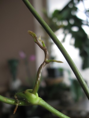 dioscorea mexicana.jpg