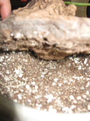 Dioscorea mexicana ohne Wurzeln.jpg