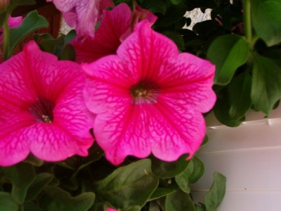 Petunie-rosa-2.JPG