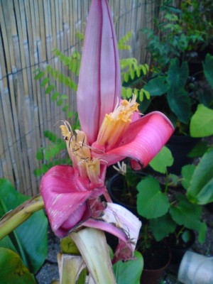 DSC00495.JPG