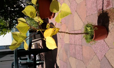 Foto0209.jpg