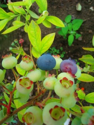 Heidelbeeren.JPG