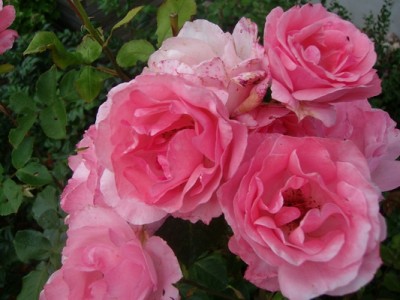 Rose-rosa.JPG