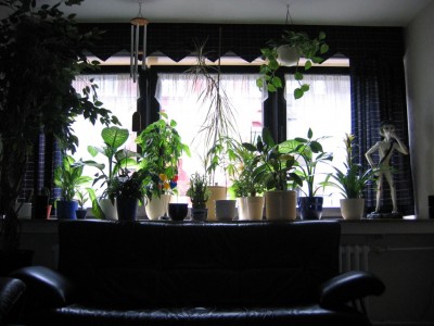 Pflanzen_alte Wohnung.jpg