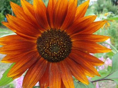 Sonnenblume Black Magic.jpg