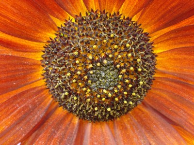 Sonnenblume Black Magic 2.jpg