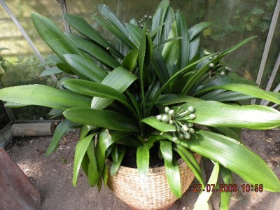 Clivia3.JPG