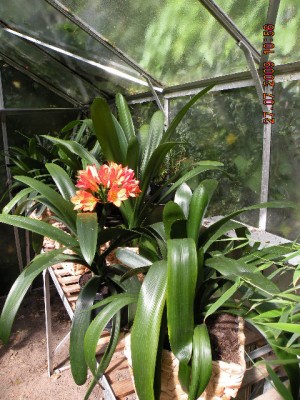 Clivia2.JPG