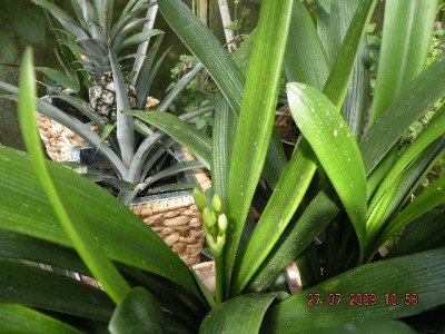 Clivia1.JPG