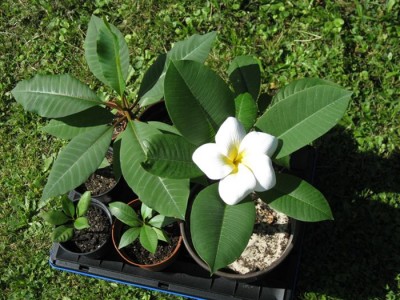 frangiblüte 001.jpg