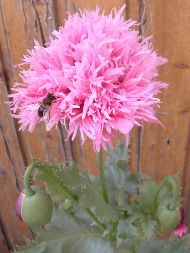 Samen ernten am Mohn · Samen & Anzucht & Vermehrung · GREEN24 Pflanzen &  Garten Forum