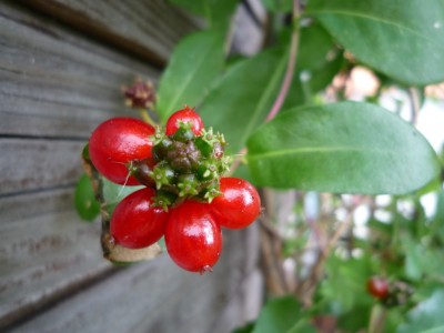 Geißblatt Fruchtstand.JPG
