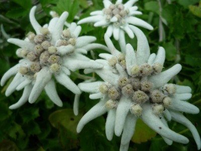 Edelweiss1.JPG