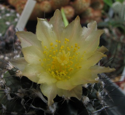 IMG_1781Capiapoa esmeraldana.jpg