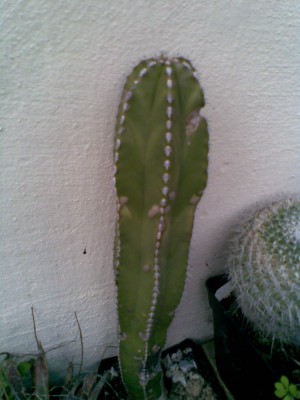 Stenocereus marginatus.jpg