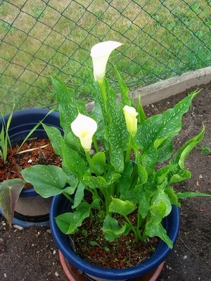 Calla-1.JPG