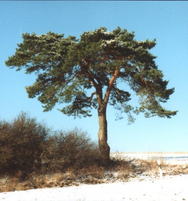 Waldkiefer - Pinus silvestris - 4 Jan.2000.JPG