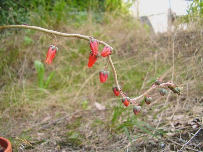 Echeveria moranii (8).JPG
