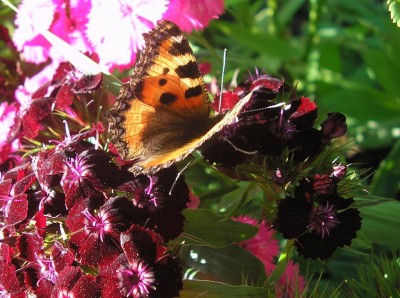 butterfly.JPG