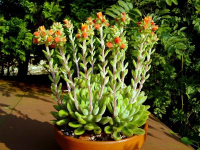 Echeveria ´Silvergreen´.JPG