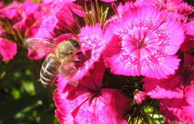 BEE.JPG