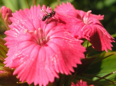 ANT.JPG
