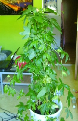 BILD0376.JPG
