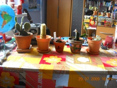 Kaktee Lux 087.JPG
