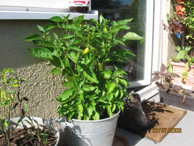 Green2009_2707.jpg