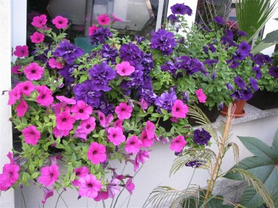 IMG_4450.JPG