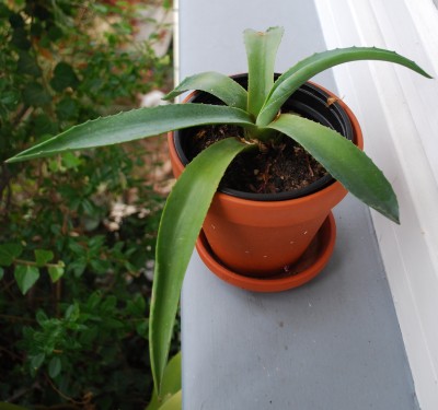 Agave.jpg