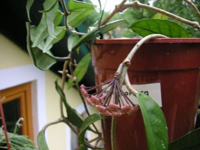 PICT0095.JPG