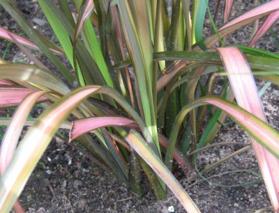 phormium2.jpg