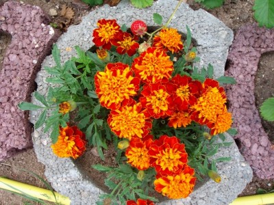Tagetes-rotbraun-orange-1.JPG