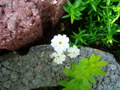 Teppichphlox-weiß.JPG