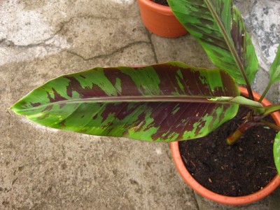 zebrina1.jpg