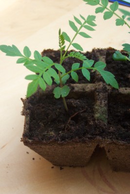 jacaranda klein 002.jpg