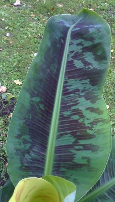moto_0246.jpg