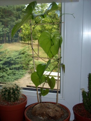 Schildi am 31.07.2009.jpg