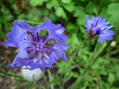 Kornblume blau.JPG