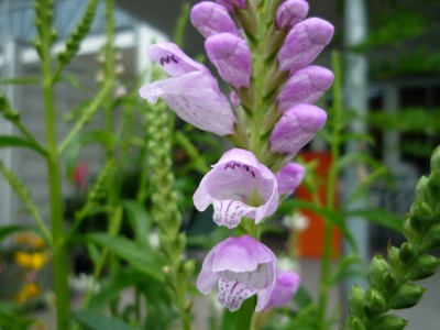 Etagenerika lila.JPG