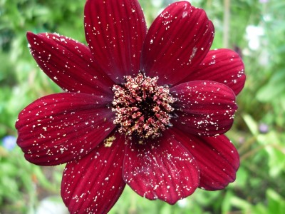 Schokoladenblume mit Pollen.JPG