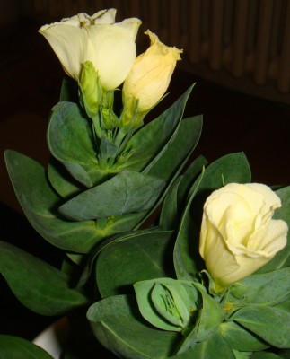 DSC02551.JPG