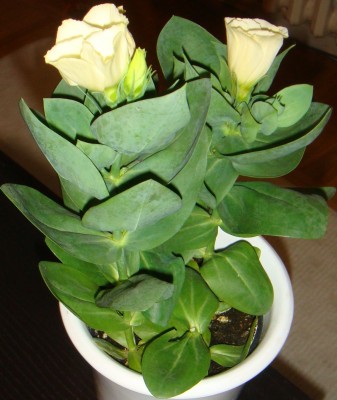 DSC02548.JPG